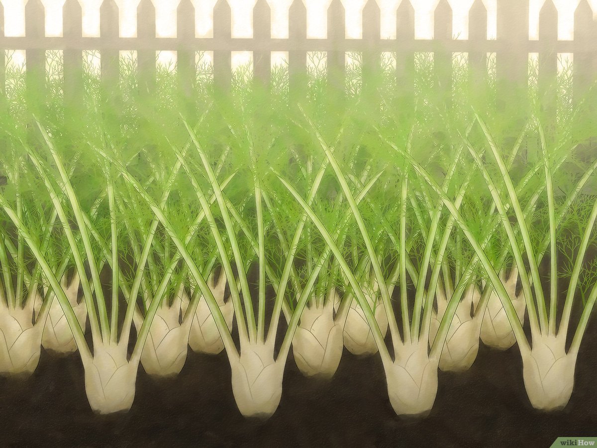 erva doce vs hortelã qual plantar