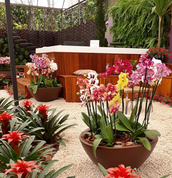 vaso de barro ou plástico para orquídea