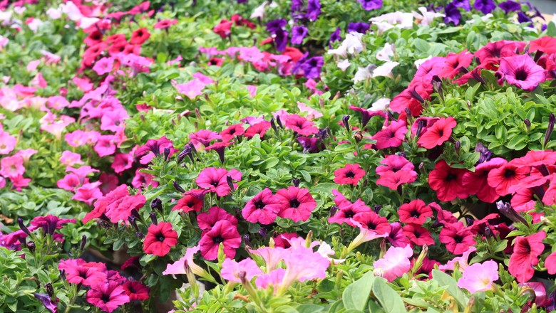 como plantar petunias