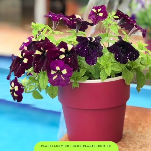 Guia Completo: Escolhendo as Melhores Sementes de Petúnia para o Seu Jardim