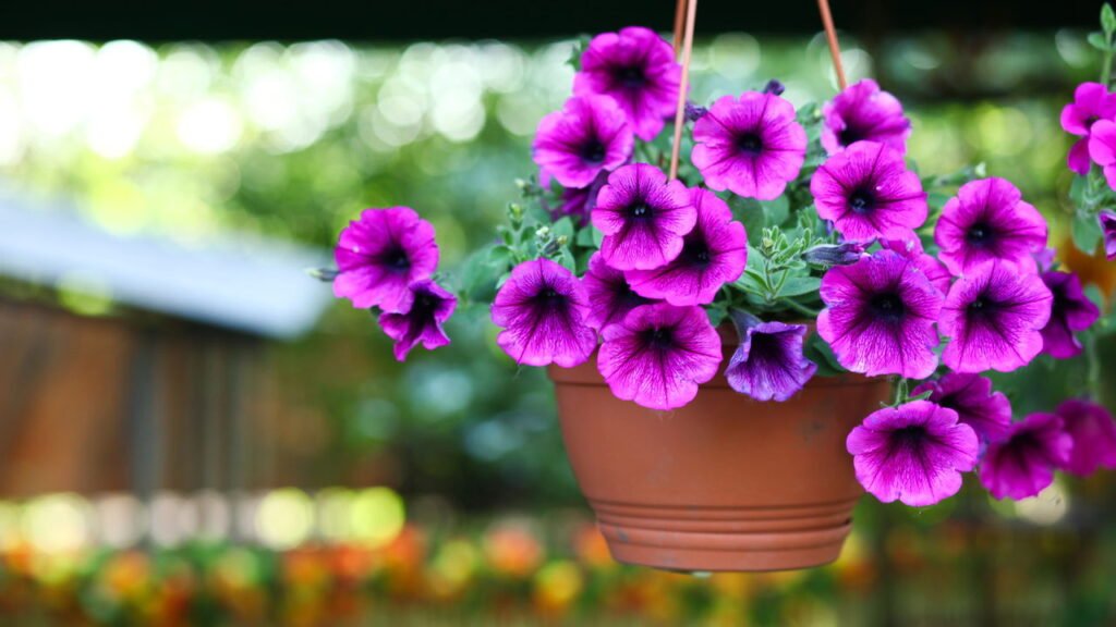 Como Fazer a Poda Correta de Petúnias para Estimular Novas Flores