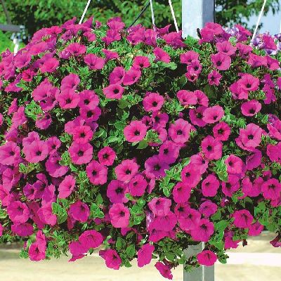 Guia Completo: Escolhendo as Melhores Sementes de Petúnia para o Seu Jardim