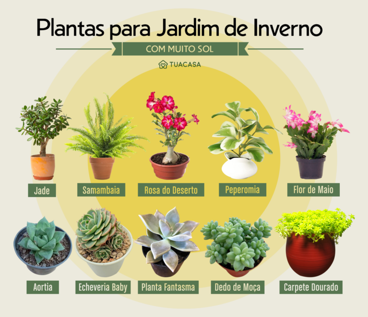 custo de plantas para jardim de inverno pouca agua
