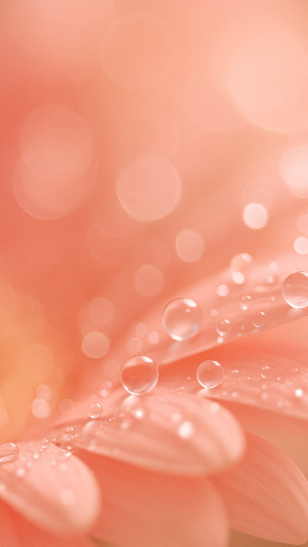 quanto custa um papel de parede feminino premium para celular