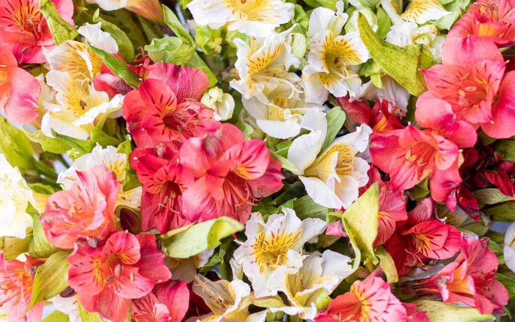 flores para decoração