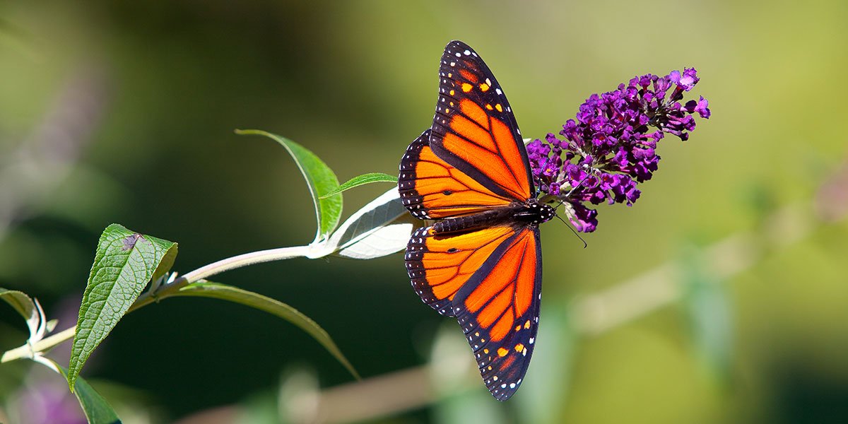melhores flores para jardim ensolarado e borboletas