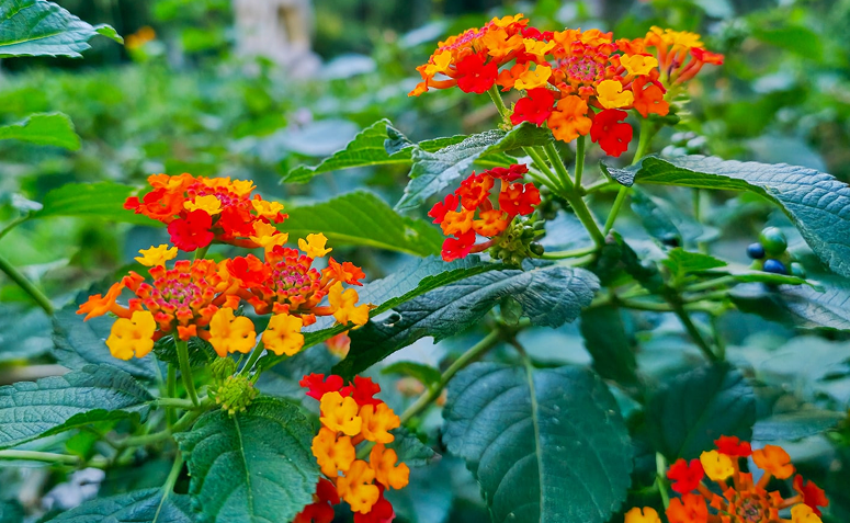 erros comuns ao plantar flores para borboletas no sol