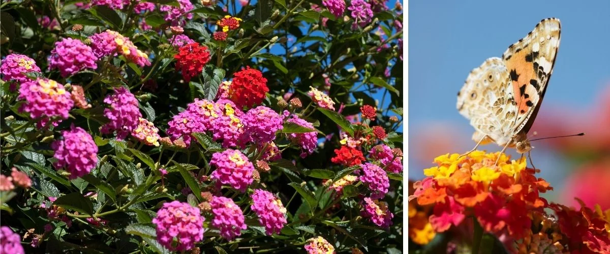 lantana ou zinia qual a melhor para atrair borboletas