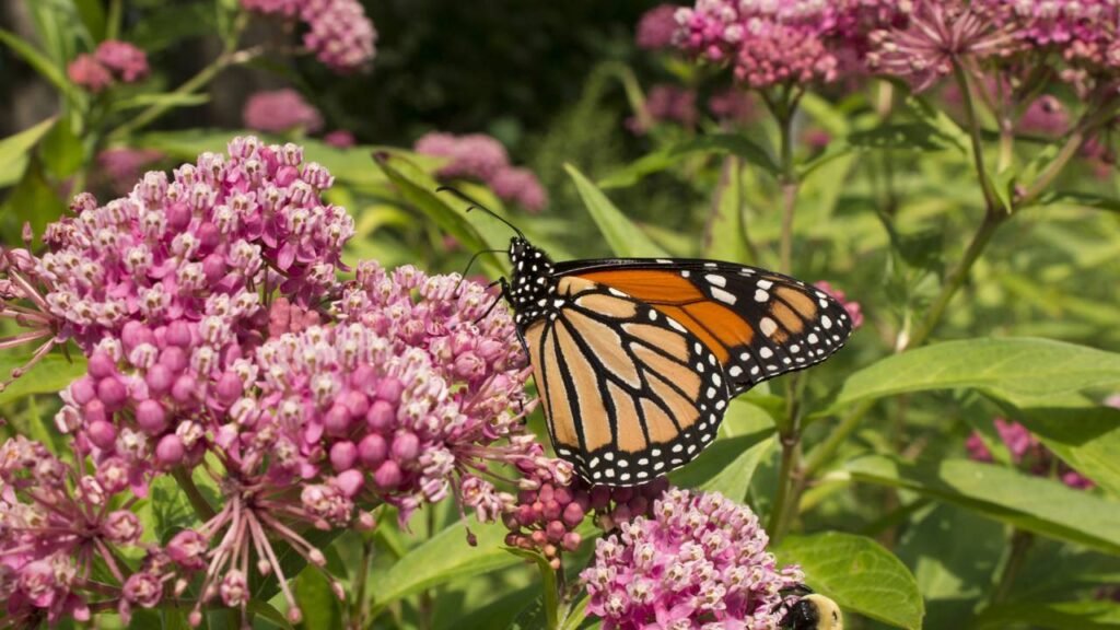 melhores flores para jardim ensolarado e borboletas