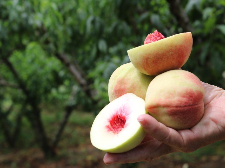 Cultivo e Curiosidades. 5. Pêssego na Dieta: Rico em Vitaminas e Fibras.