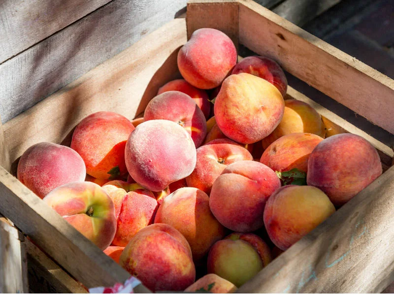 1. Pêssego Paraguaio: Tudo sobre essa fruta achatada e doce. 2. Benefícios do Pêssego: Por que você deve comer essa fruta com casca. 3. Guia Completo dos Tipos de Pêssego: Do Amarelo ao Branco. 4. O Pessegueiro: Origem