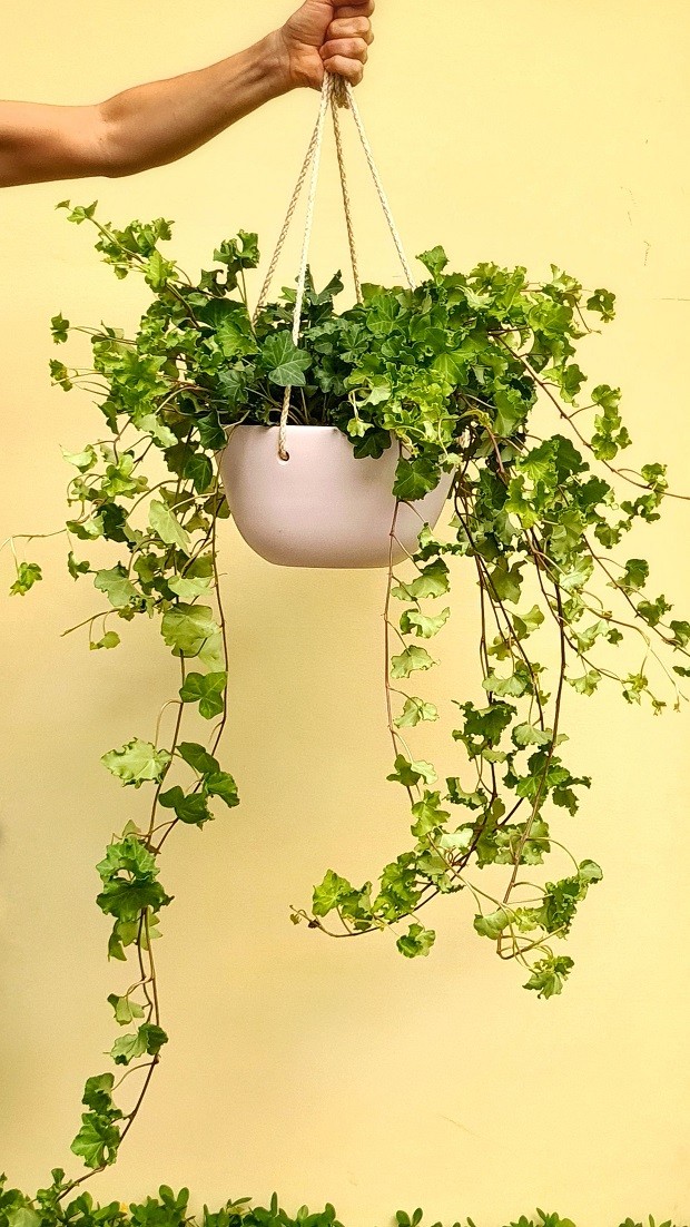 Hera planta interior