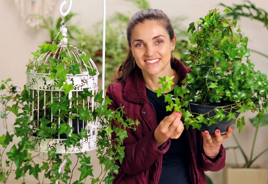 Hera planta interior