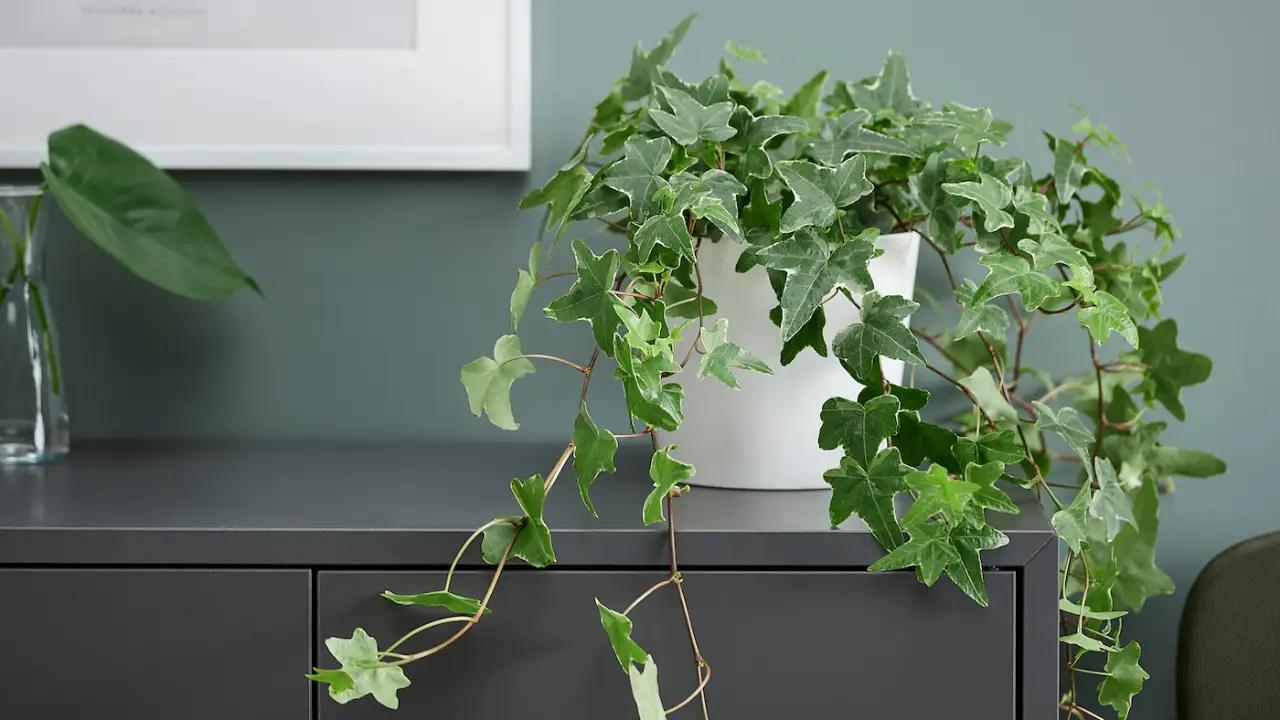 Hera planta exterior