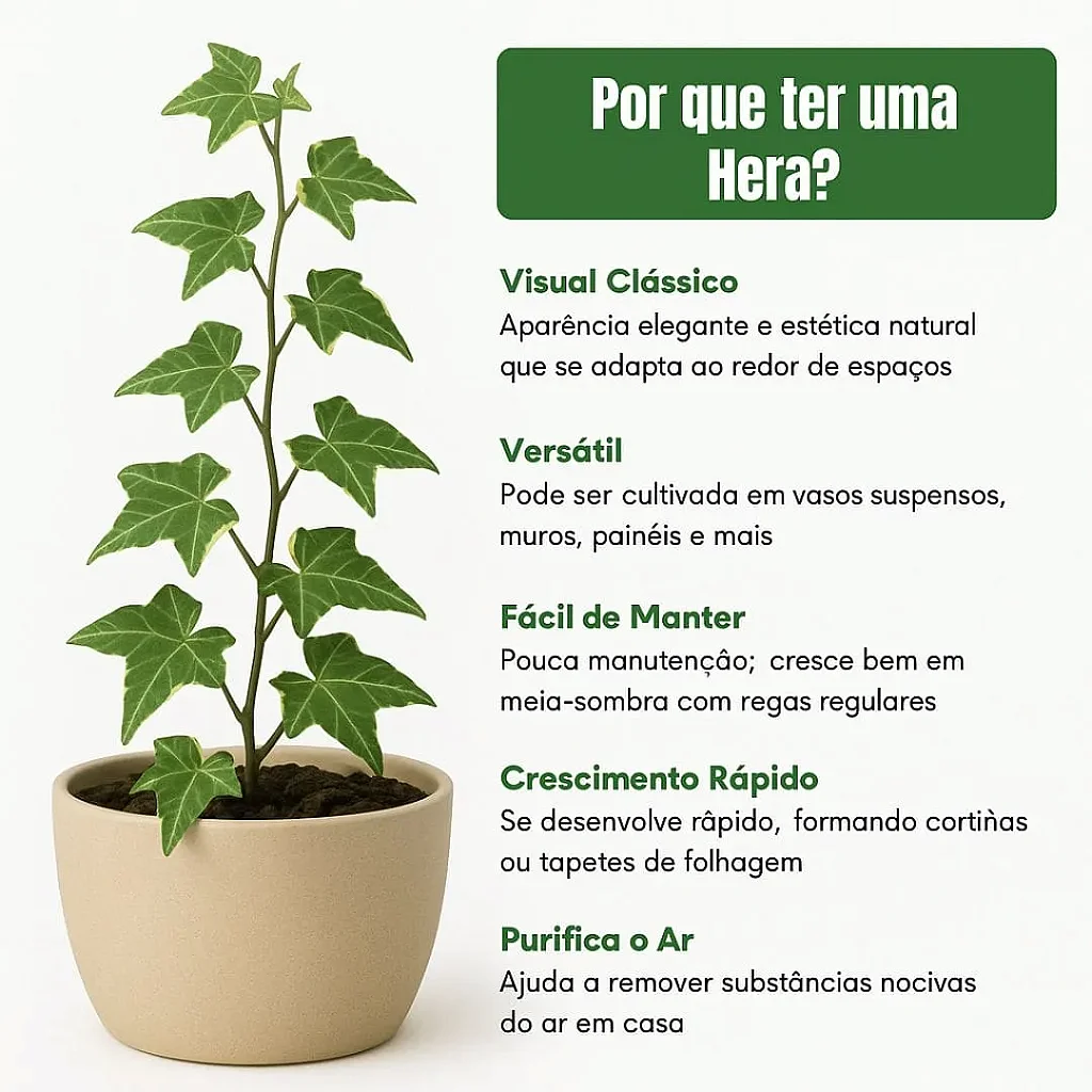 Hera planta purifica o ar