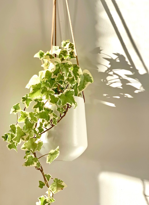 Hera planta purifica o ar