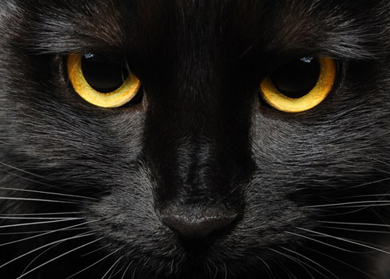 Estética 'All Black': Dicas para criar designs impactantes