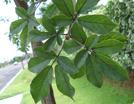 ipe amarelo sem flores