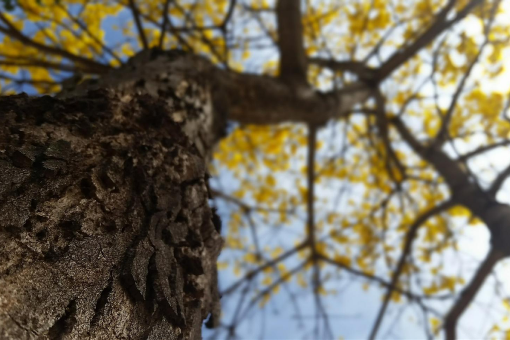 por que meu ipe amarelo não dá flor
