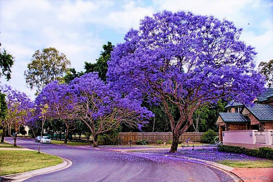 Cuidados com Jacarandá Mimoso