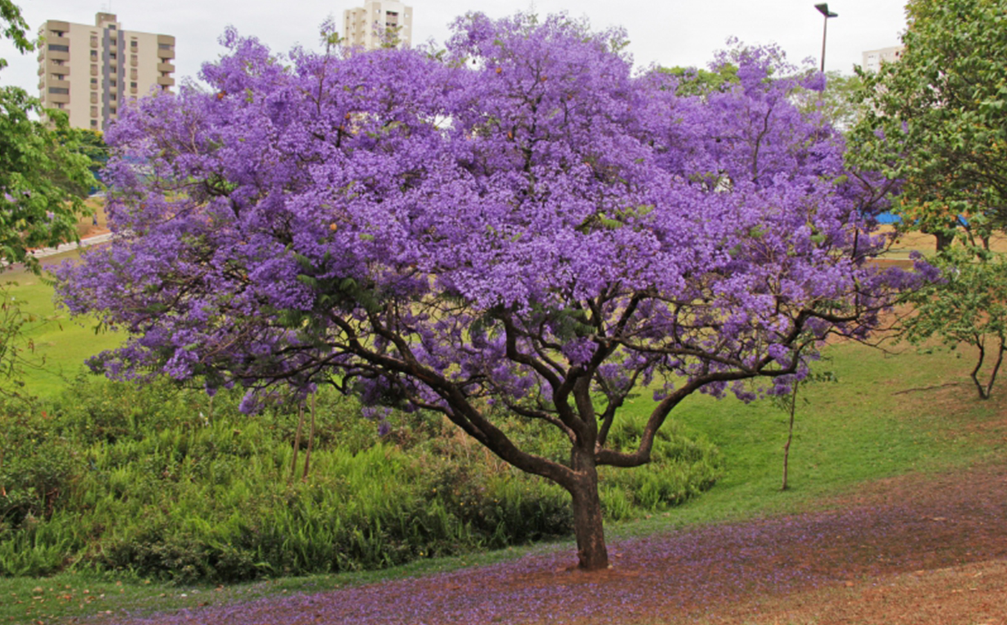 Jacarandá Mimoso vs Ipê Roxo