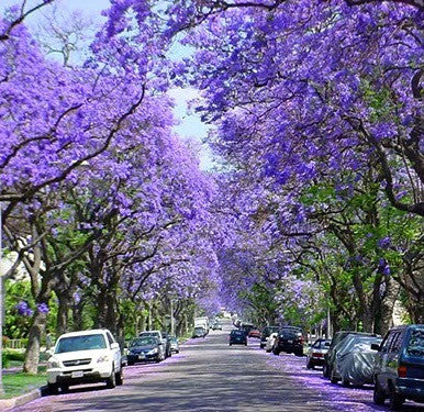 Cuidados com Jacarandá Mimoso