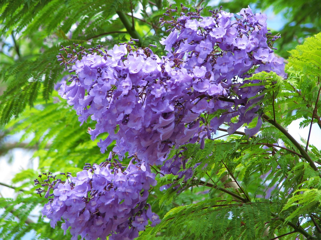 Floração do Jacarandá Mimoso