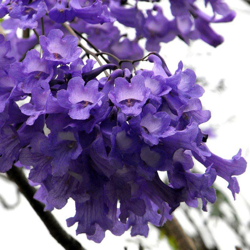 Altura máxima Jacarandá Mimoso