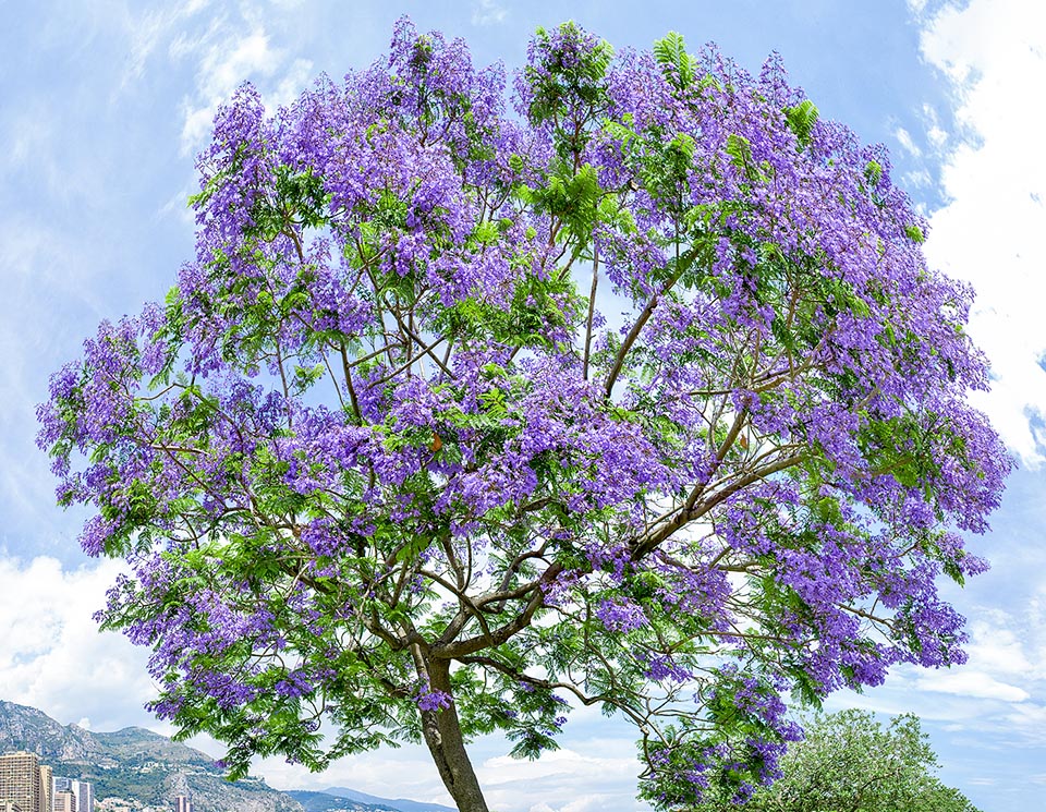 Jacarandá Mimoso em calçadas