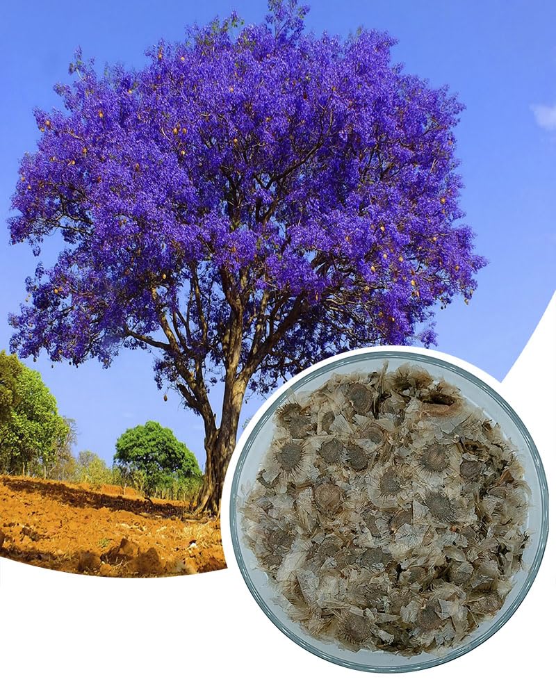 Propagação do Jacarandá Mimoso