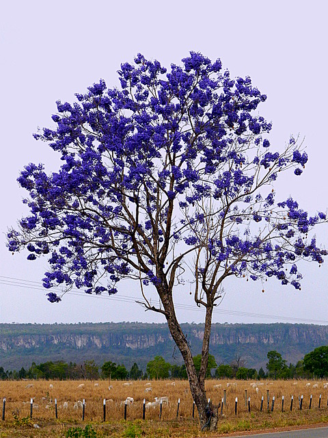 Jacarandá mimoso sementes