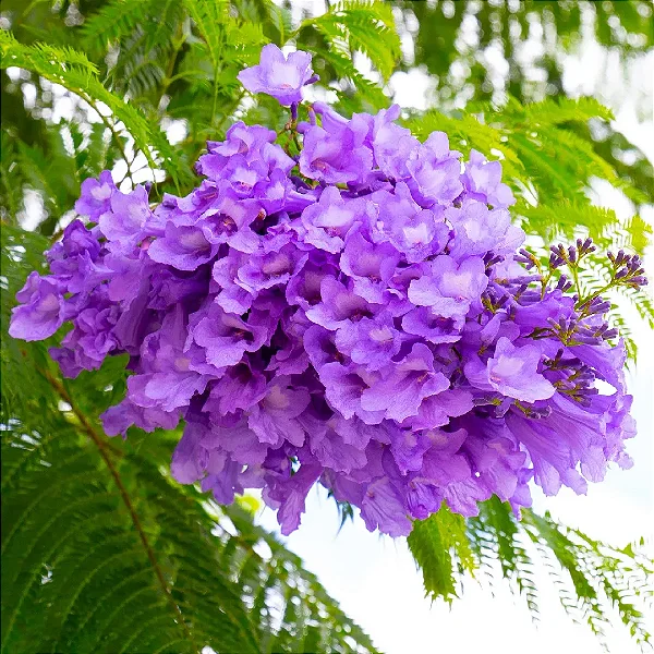 Clima ideal para Jacarandá Mimoso