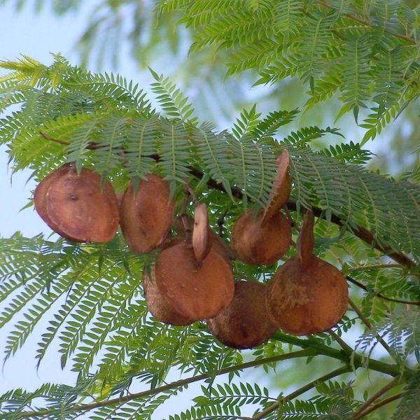 Tempo para florir Jacarandá Mimoso