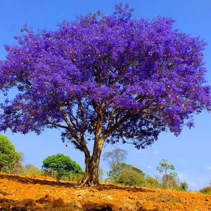 Floração do Jacarandá Mimoso
