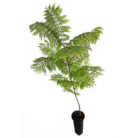 Jacarandá Mimoso vs Ipê Roxo