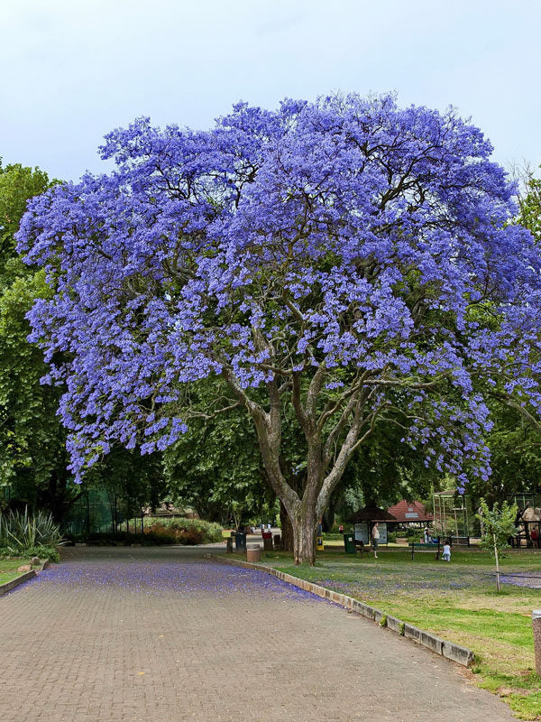 Cuidados com Jacarandá Mimoso