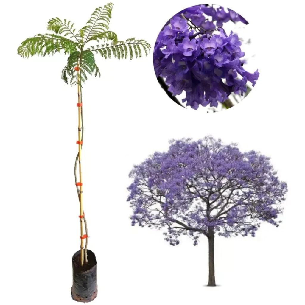 Floração do Jacarandá Mimoso