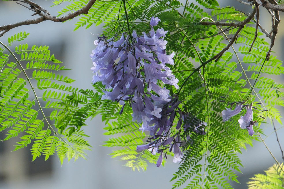 Jacarandá Mimoso em calçadas