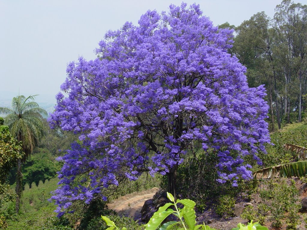 Propagação do Jacarandá Mimoso