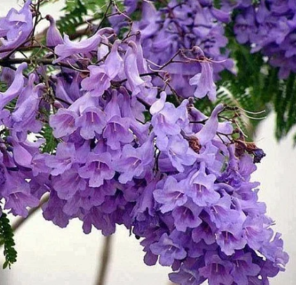 Jacarandá Mimoso medicinal