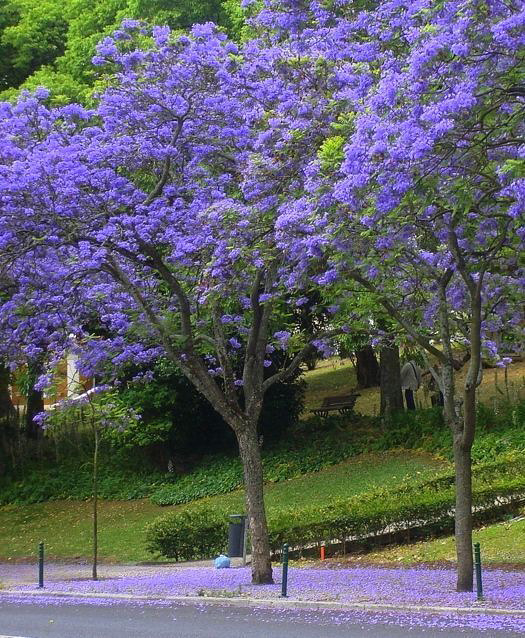 Folhas do Jacarandá Mimoso