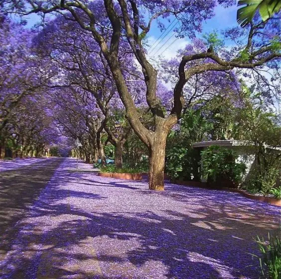 Tempo para florir Jacarandá Mimoso