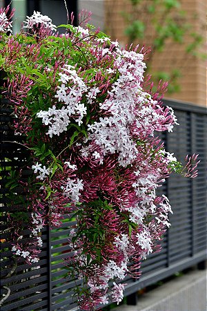 Jasminum polyanthum