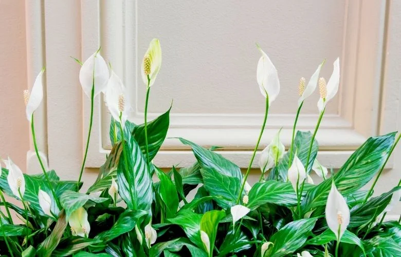 significado espiritual do lírio em diferentes culturas