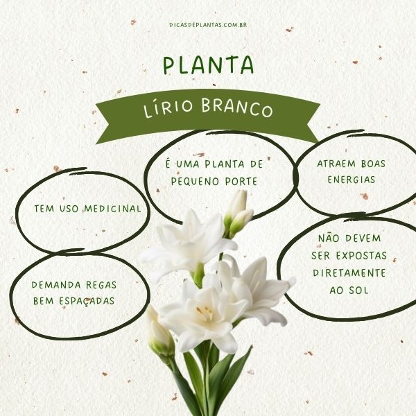 erros comuns ao cuidar de lírios e como evitá-los