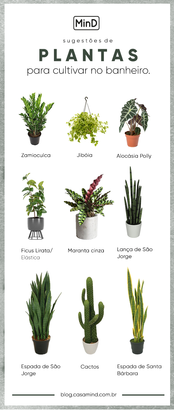 melhores plantas para banheiro