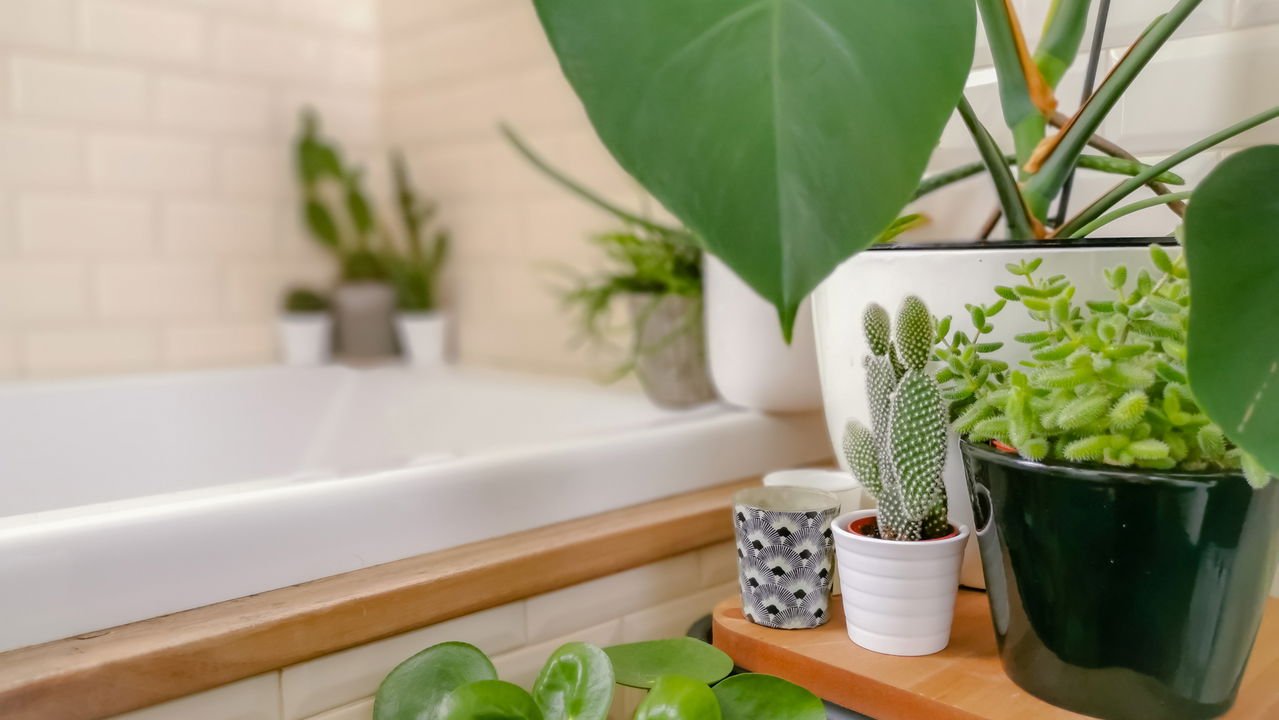 cuidados com avenca no banheiro sem luz natural