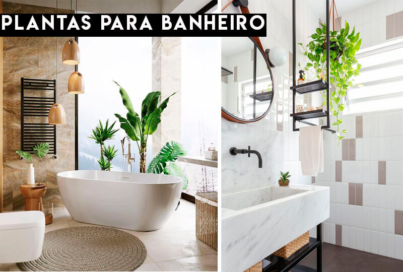 plantas morrem banheiro o que fazer