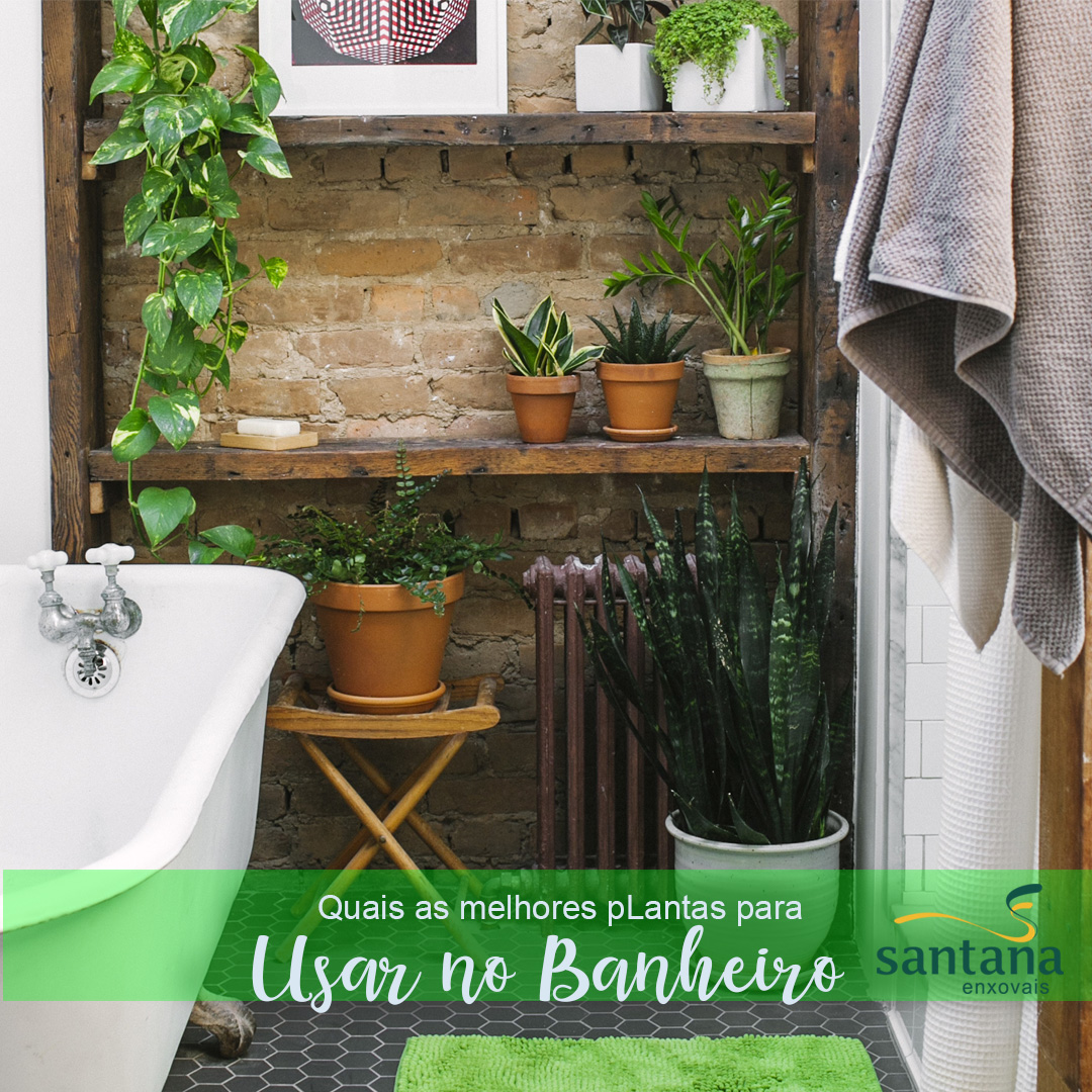 plantas baratas para banheiro