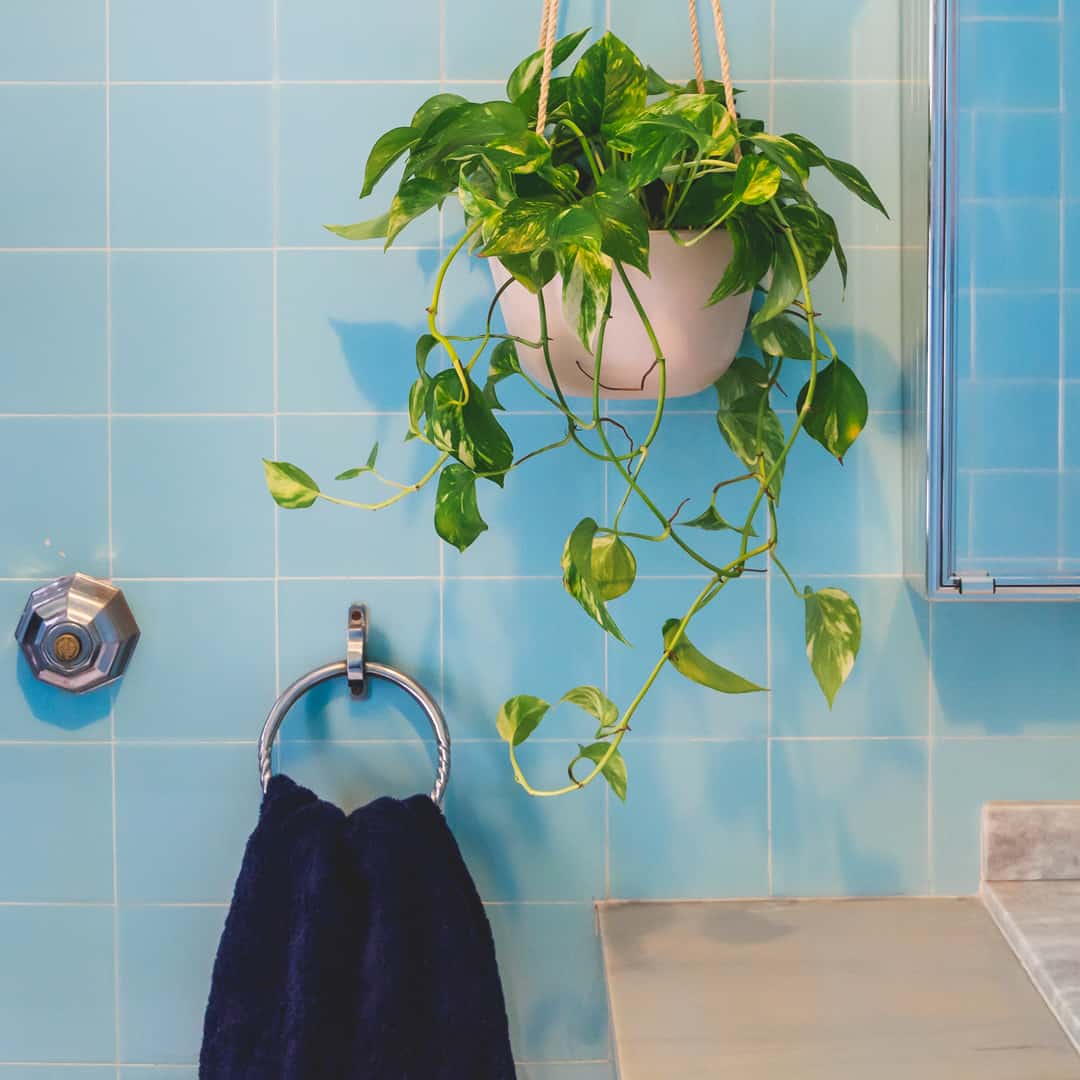 cuidados com avenca no banheiro sem luz natural